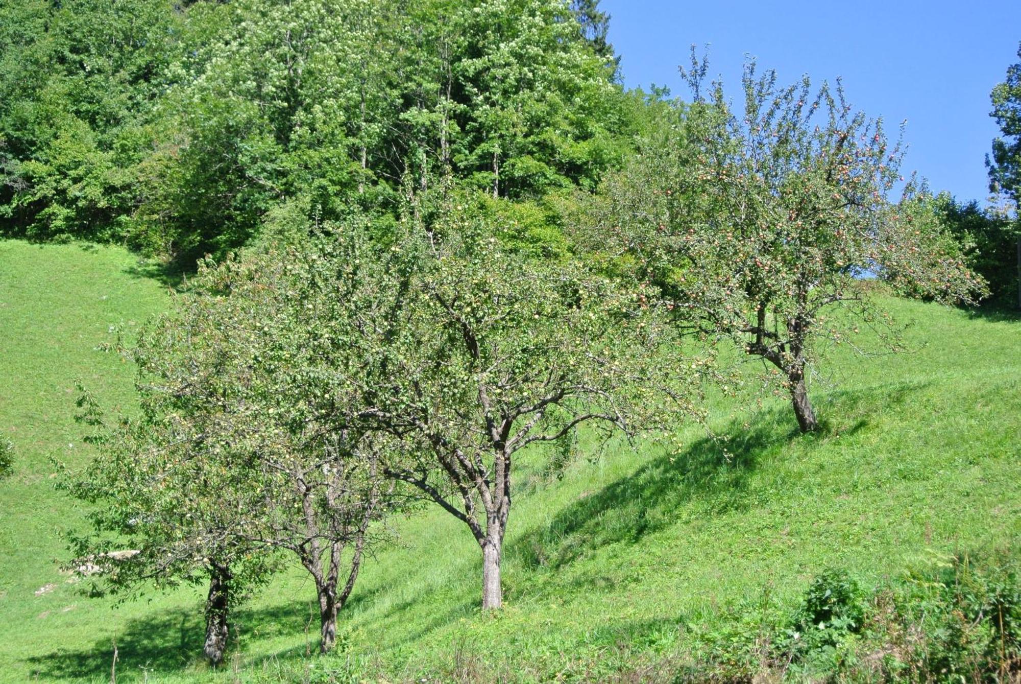 Apartments Tourist Farm Storman With Ev Ch-Station Tržič Εξωτερικό φωτογραφία